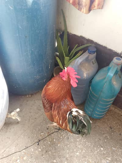 Beautiful Cock with cage