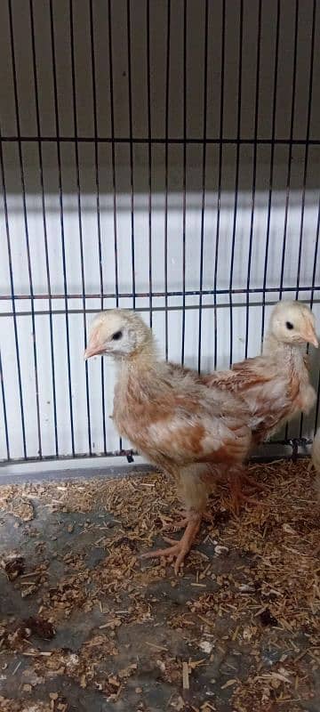 2 golden misri 2 lohmon brown chick 03206248714
