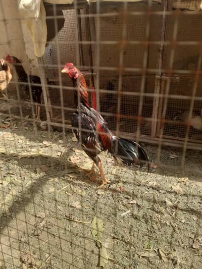 aseel Sindhi murga home breed