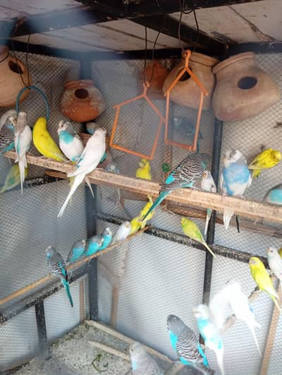 lovebirds, budgies and others