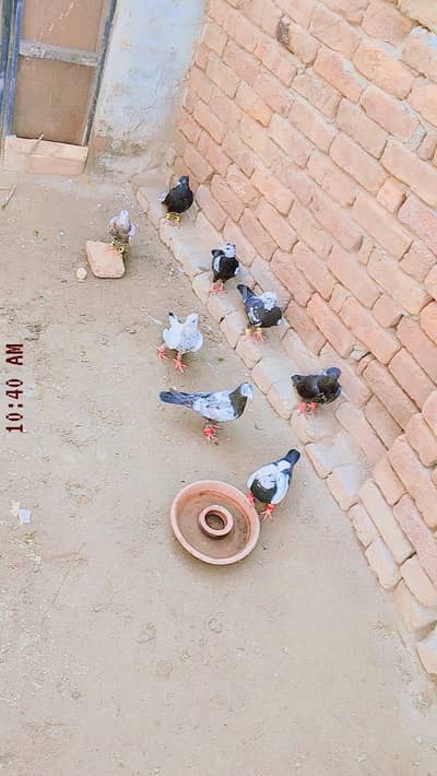 kabotar for sale hain price 2k sary ek sath alag alag price different