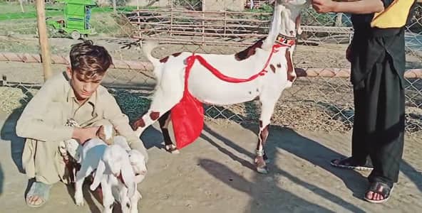 3 Bacchon Ka Sath Desi Bakri For Sale/+03291198926