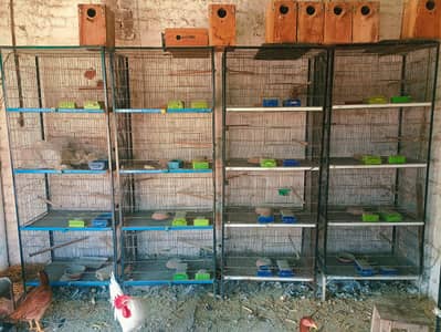 Cage | iron cage | Steel  cage | Hens cage | Birds Cage | پنجرا