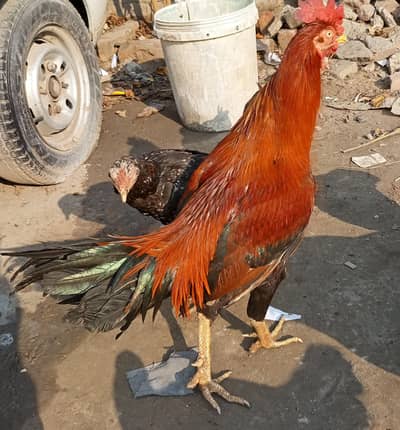 pure quality Murga big size