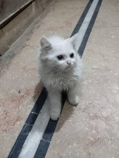 white cat baby