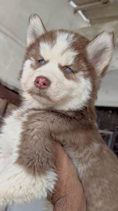 Siberian husky puppies/husky puppies dog