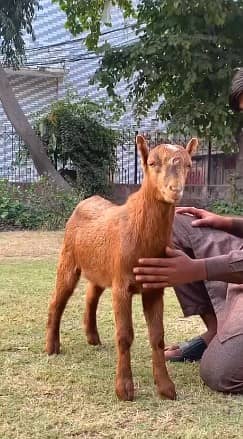 Teddy Bakra | 4 month| Breeder Quality | Full Tapray | Munda |