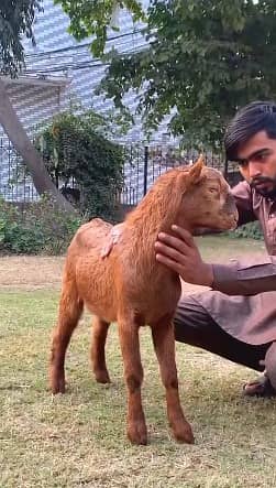 Teddy Bakra | 4 month| Breeder Quality | Full Tapray | Munda | 1