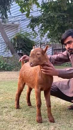 Teddy Bakra | 4 month| Breeder Quality | Full Tapray | Munda | 2