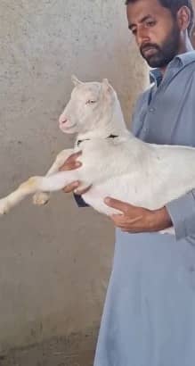 Teddy Bakra | 4 month| Breeder Quality | Full Tapray | Munda | 3