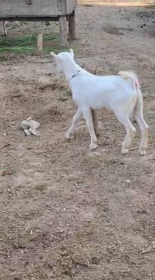 Teddy Bakra | 4 month| Breeder Quality | Full Tapray | Munda | 5