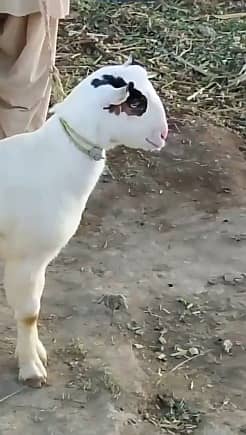 Teddy Bakra | 4 month| Breeder Quality | Full Tapray | Munda | 6