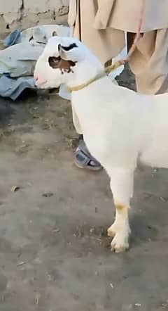 Teddy Bakra | 4 month| Breeder Quality | Full Tapray | Munda | 7
