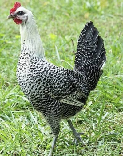 Fertile eggs of silki fayomi and aseel