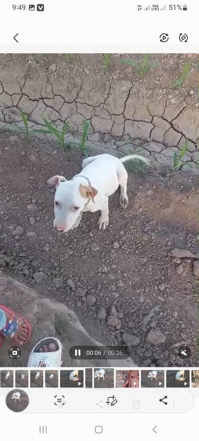 gultair male achi quality vala