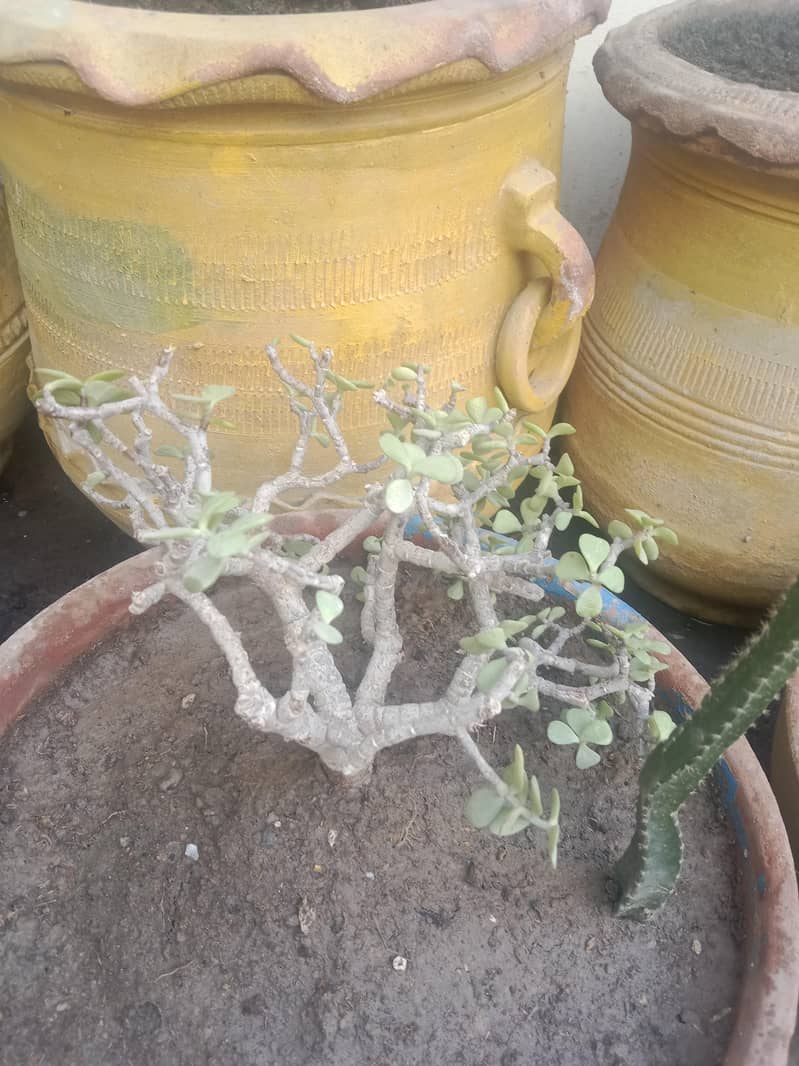 diffon bakia and different prices 1