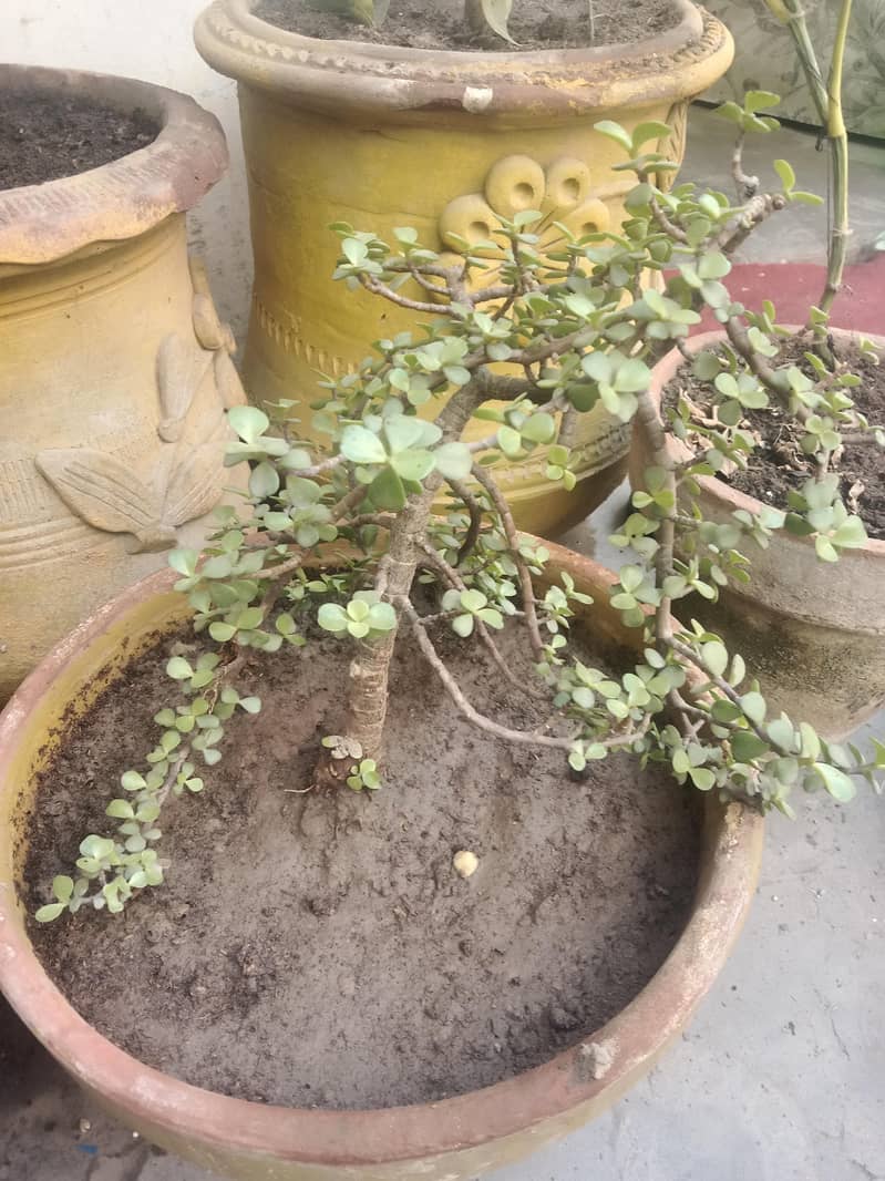 diffon bakia and different prices 3