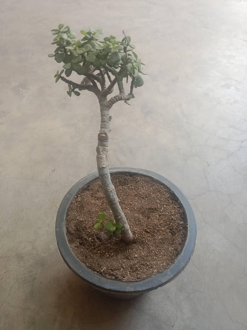 diffon bakia and different prices 5