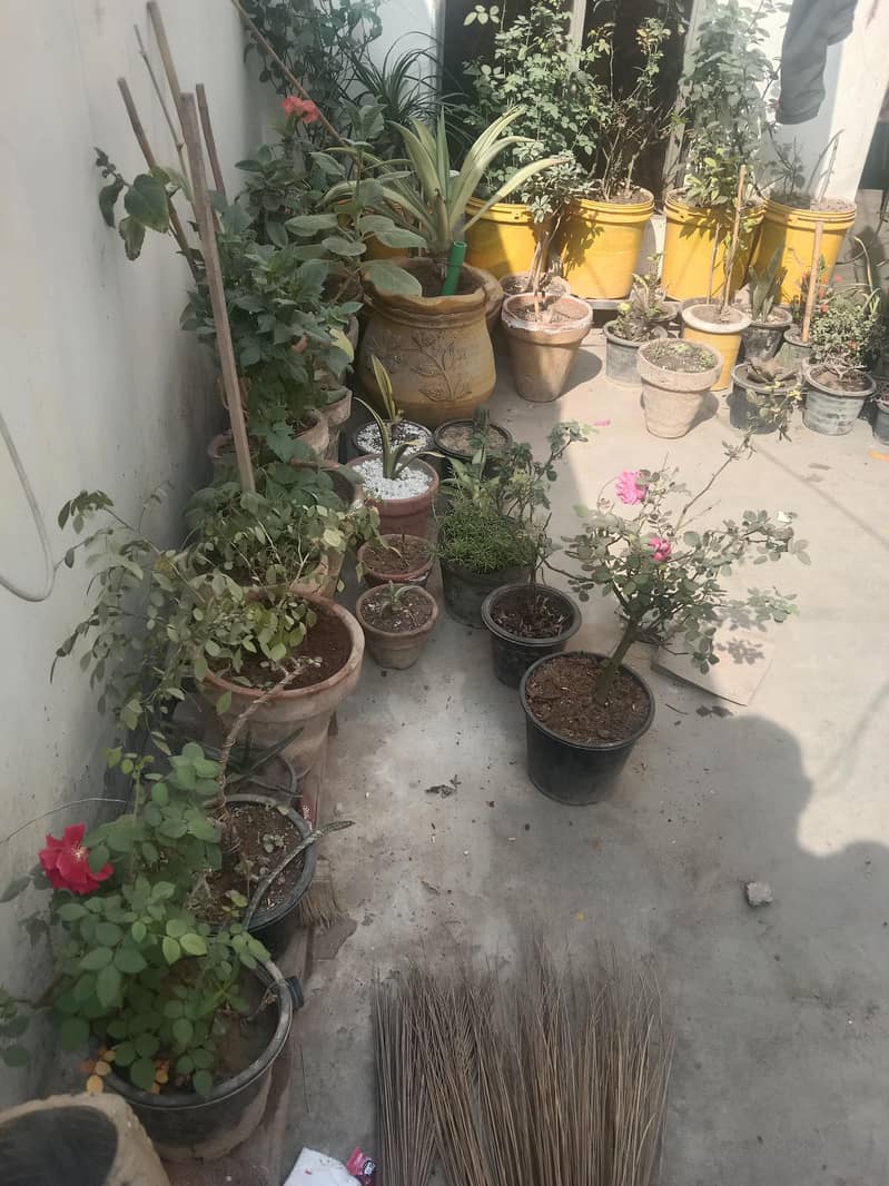 diffon bakia and different prices 6