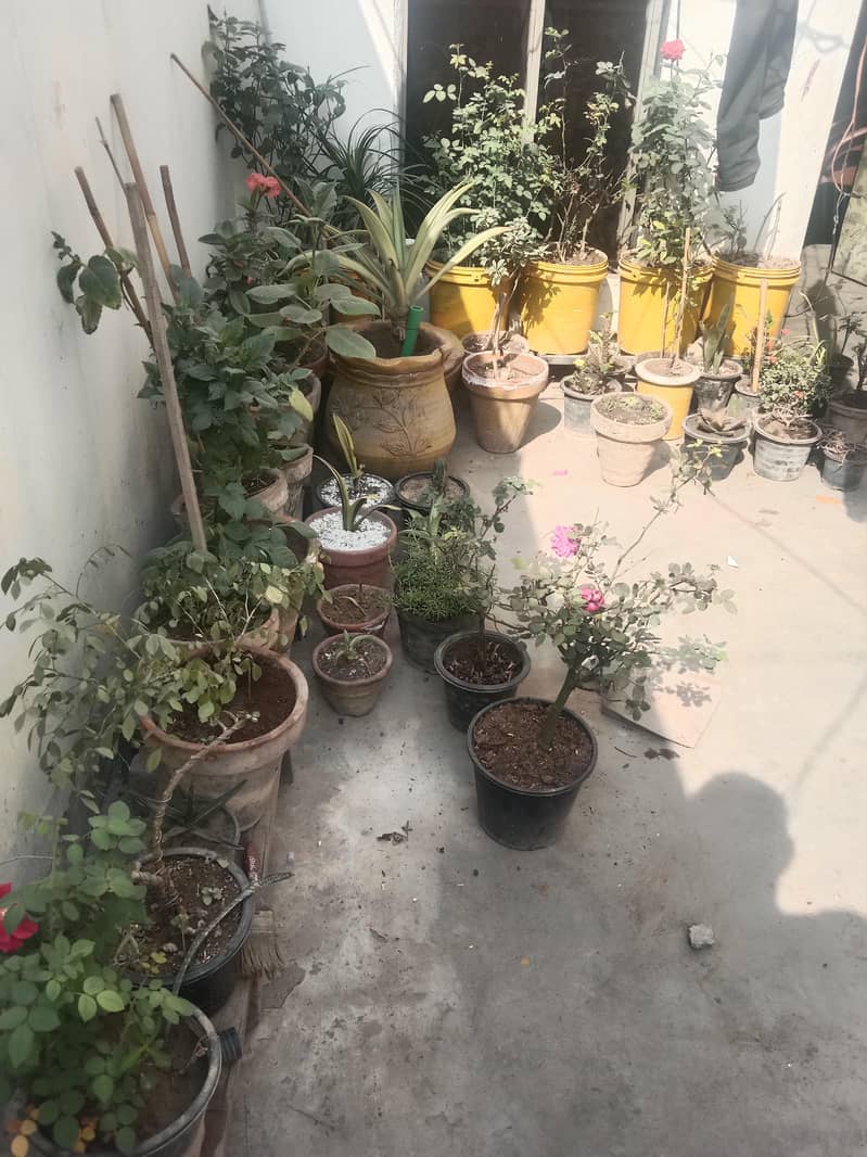 diffon bakia and different prices 7