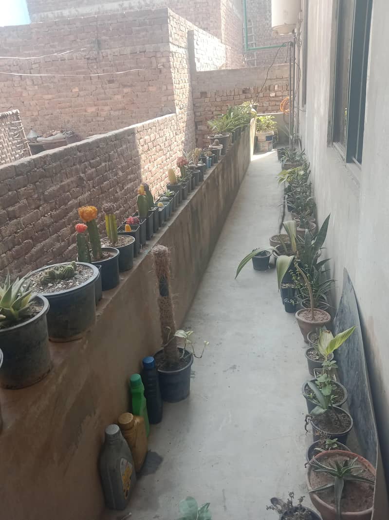 diffon bakia and different prices 8