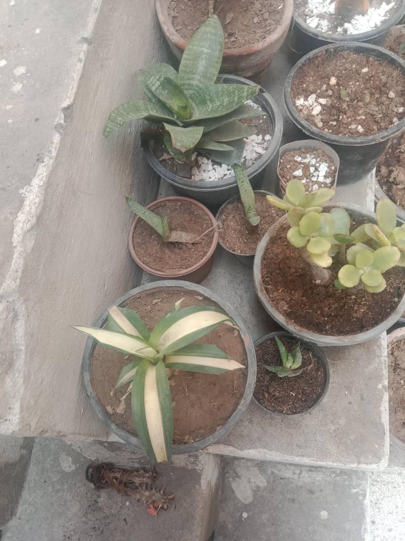 diffon bakia and different prices 9