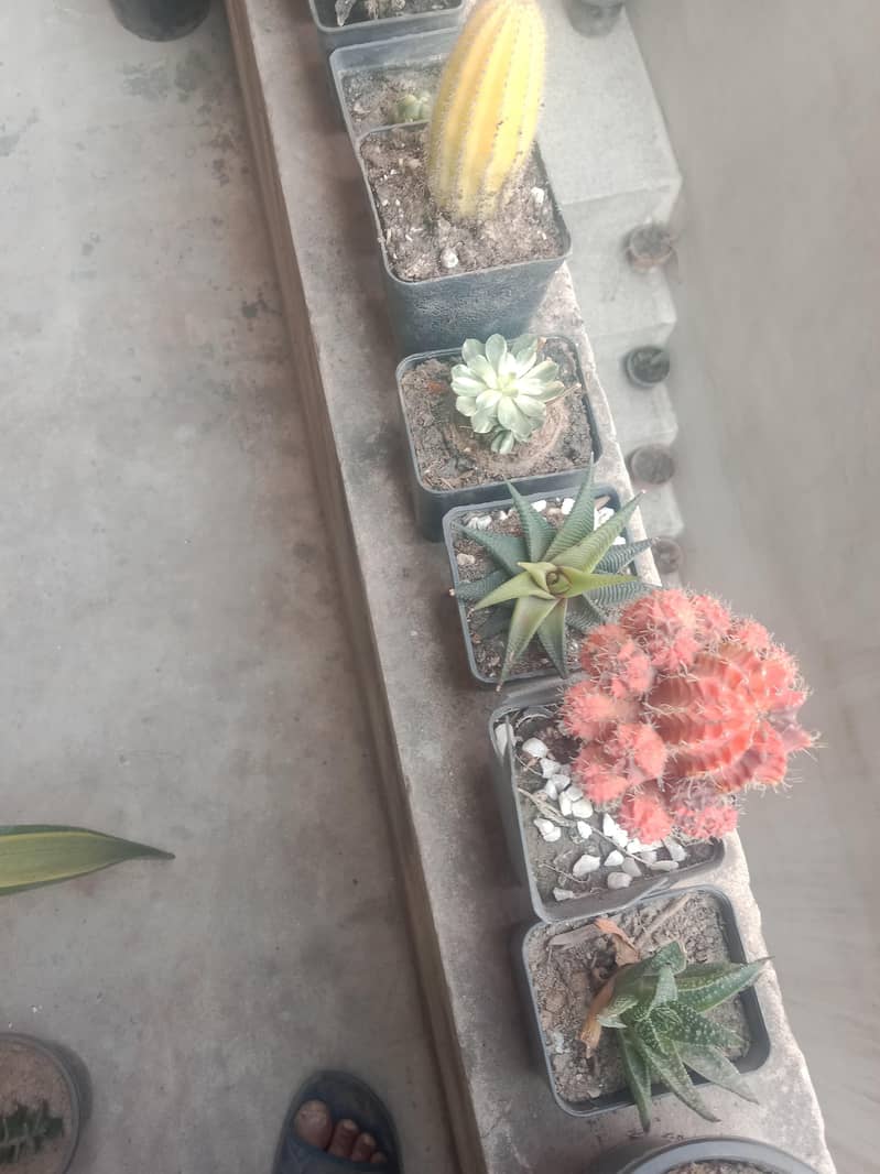 diffon bakia and different prices 10