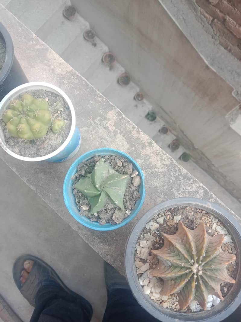 diffon bakia and different prices 11