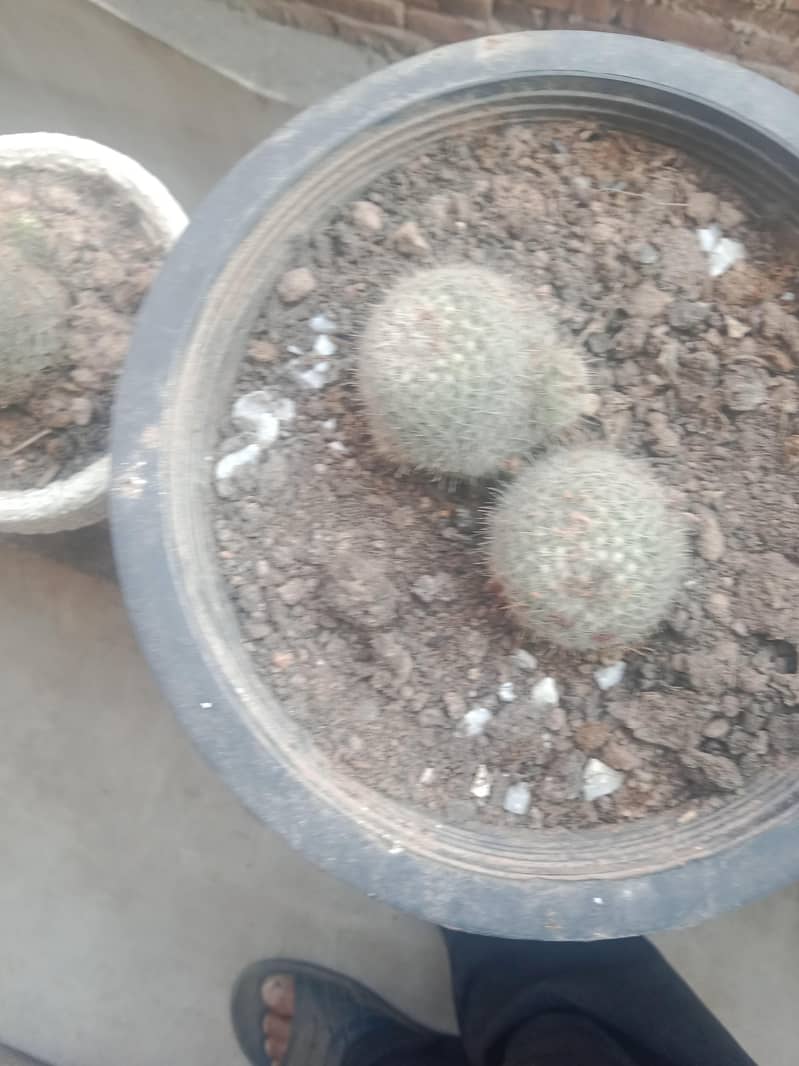 diffon bakia and different prices 12