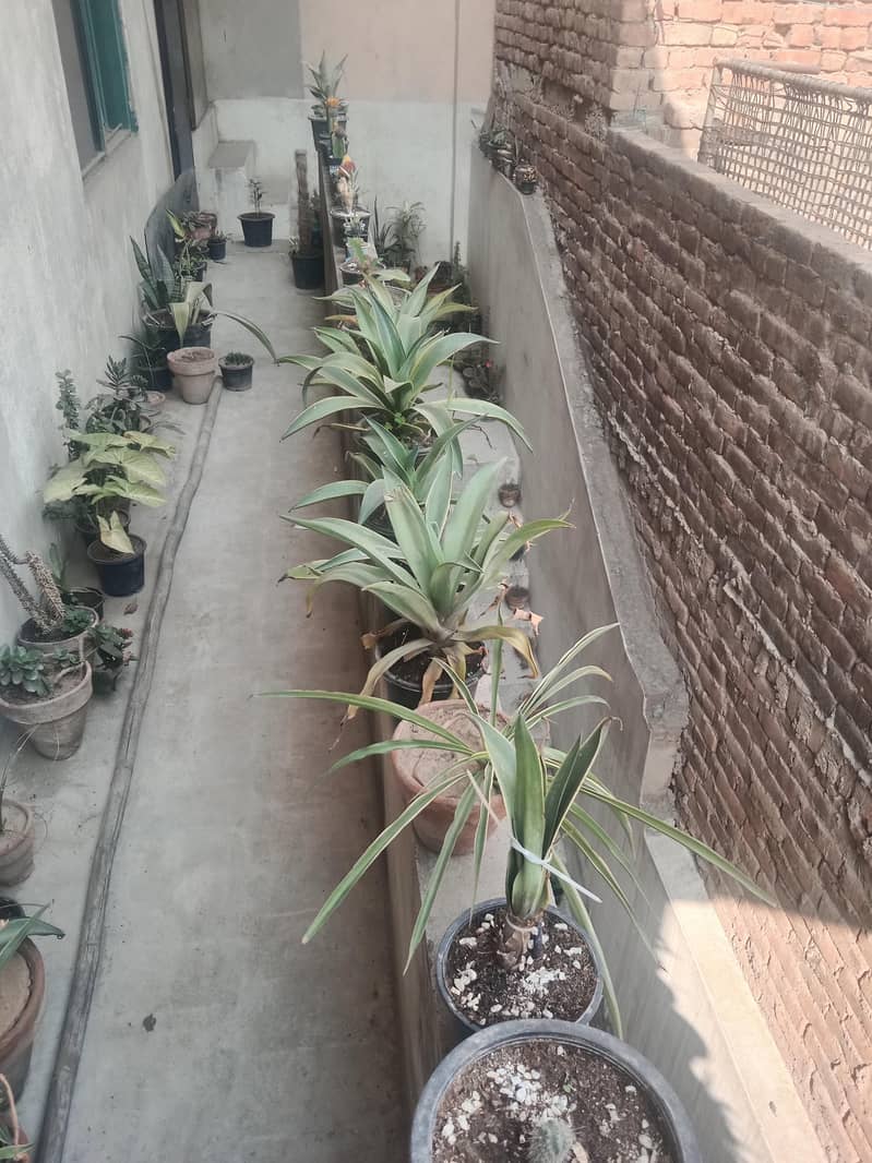 diffon bakia and different prices 13