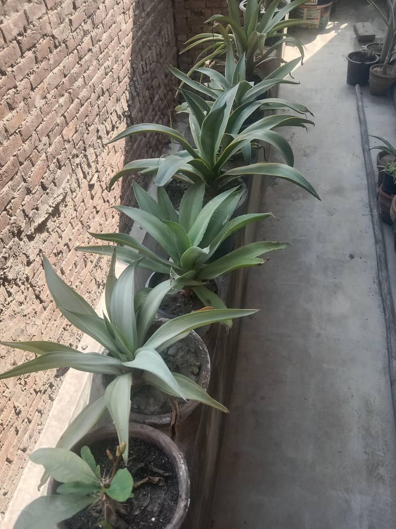 diffon bakia and different prices 14