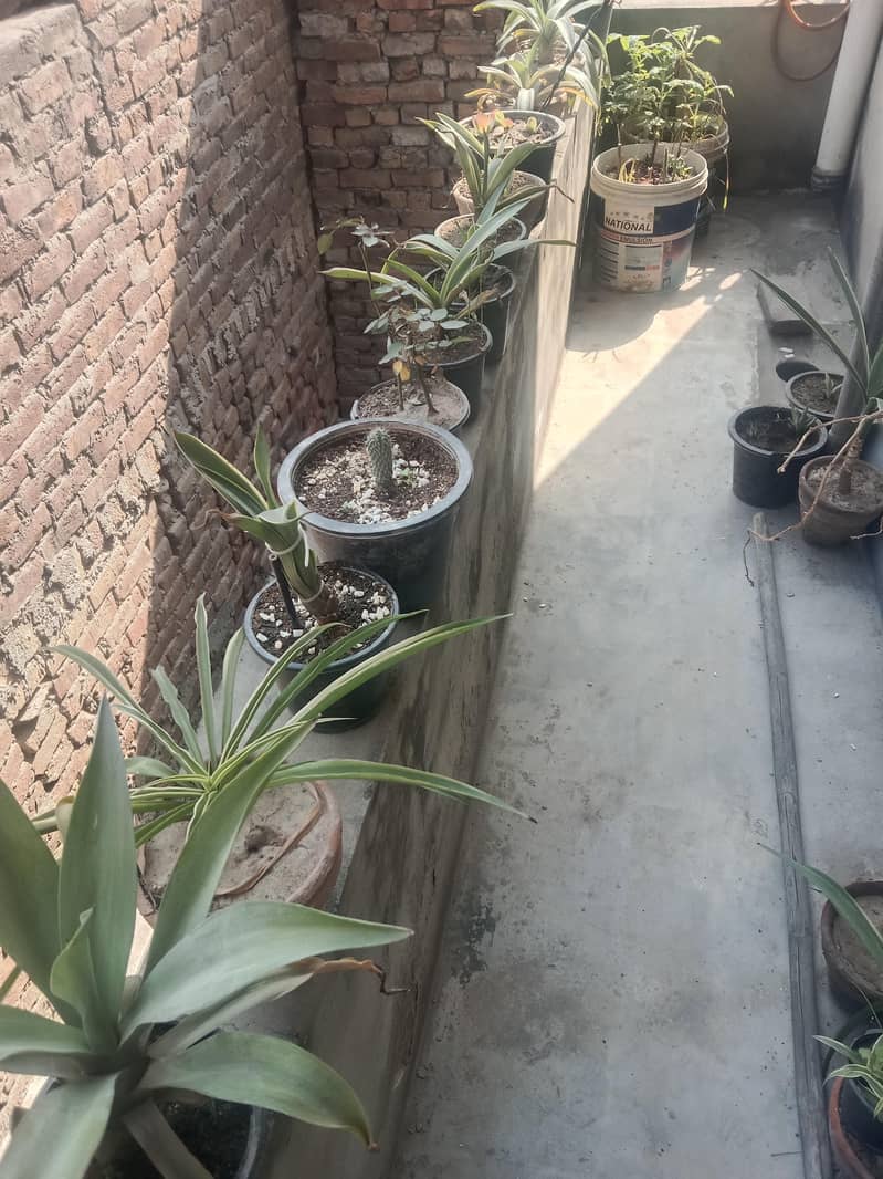 diffon bakia and different prices 15