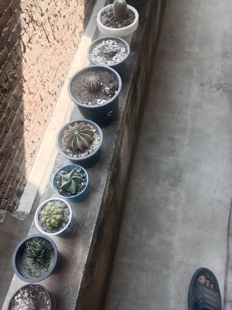 diffon bakia and different prices 17