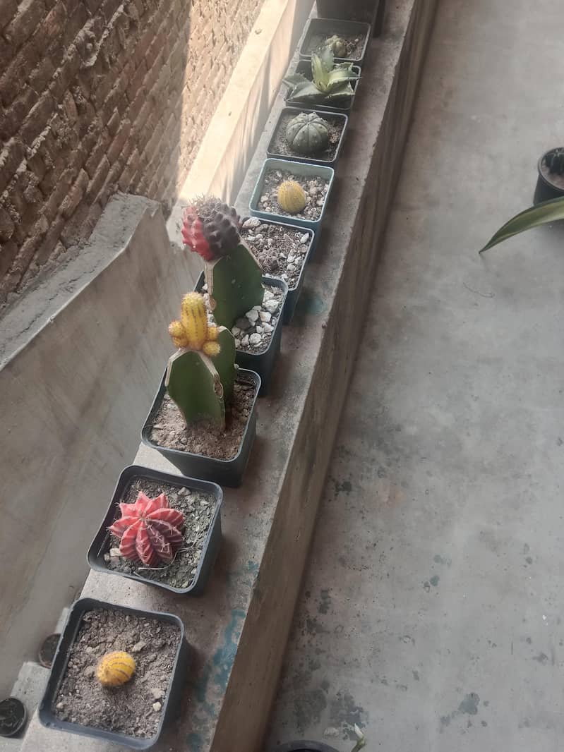 diffon bakia and different prices 19