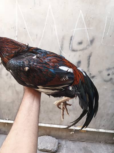 Aseel pair for sell long tail male and black madi ande derhi