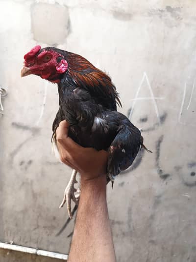 Aseel pair for sell long tail male and black madi ande derhi