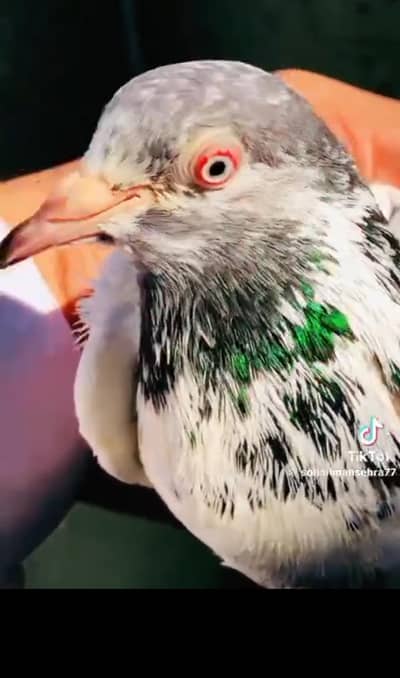 kisi Bai ka pass is quality ma female ha to rabta kra location lahore