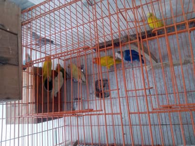 love birds and pineapple canor