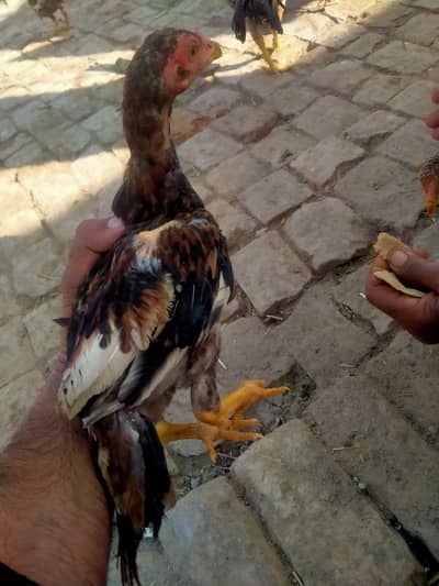 aseel chozaa for sale