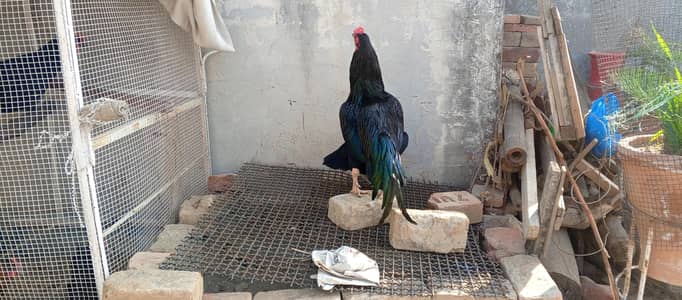 Aseel Mianwali Mushka