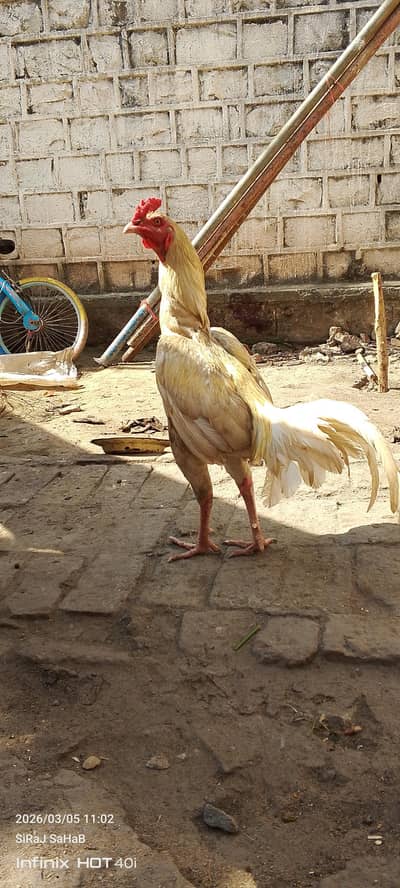 Aseel Hera Price : 7500