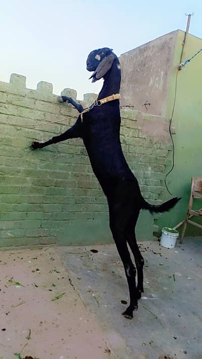 hutal beetal female 6 ki kanni nikal rahi hy.