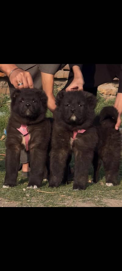 bakharwal pair / security dog / bakharwal dog for sale
