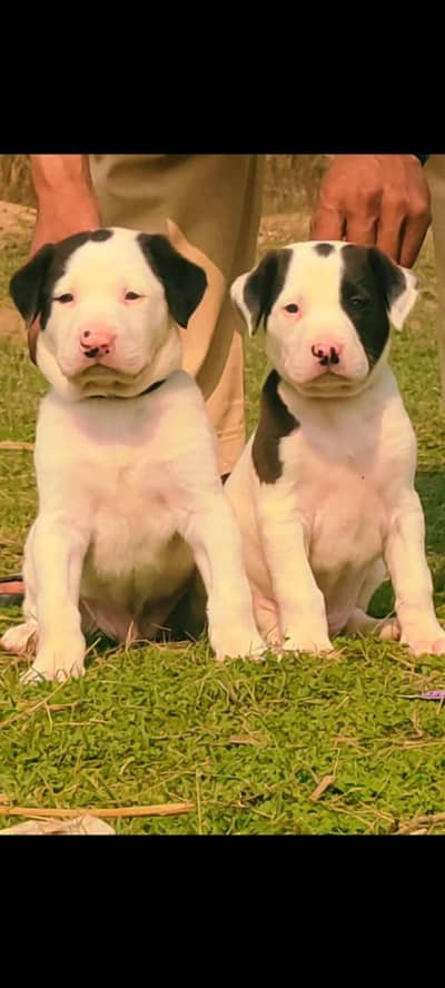 Bully Dogs / Bully security pair for sale