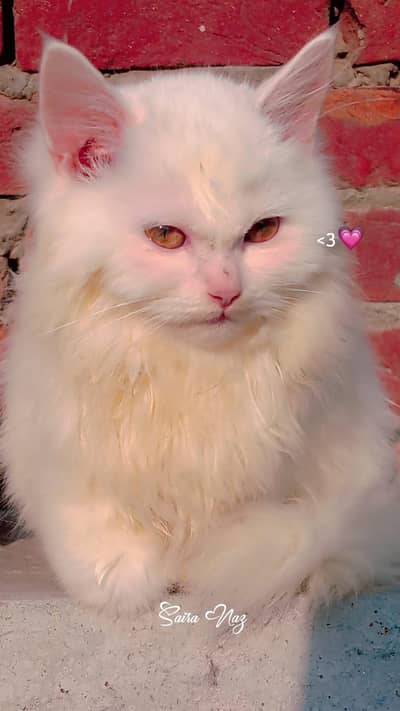 persian cat triple coted