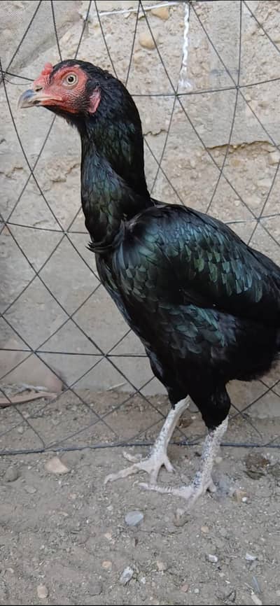 aseel lasani female or lakha male