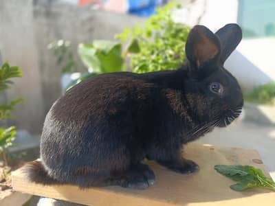 New Zealand Black Breeder Male with Multi-eye color