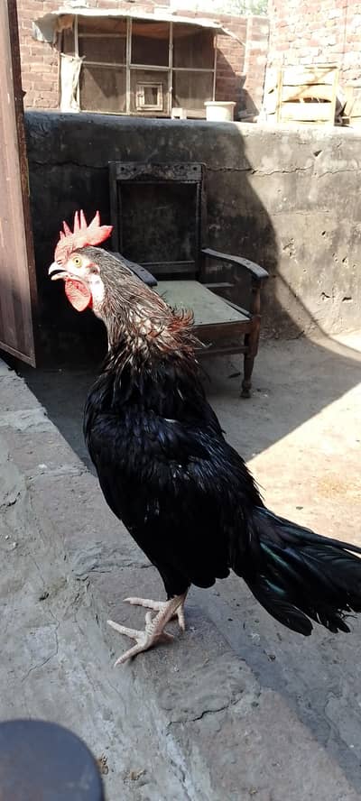 03249430851 gengum petha ye number on hai video mil jya gi