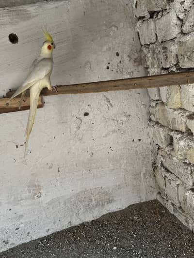 Full active Male cocktail