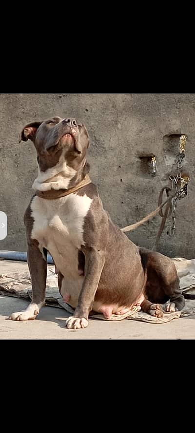 Amarican bully puppy pair for sale